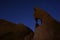 Star Long Exposure Over Joshua Tree National Park