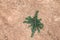 Star looking like green plant crawling on orange soil