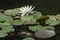 Star lotus (Nymphaea nouchali).