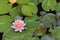 Star lotus Nymphaea nouchali