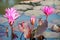 Star lotuses, Nymphaea nouchali