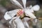 A Star Magnolia closeup showing off the vibrant yellow and pinks stamen