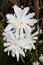 Star Magnolia, Magnolia Stellata, White Blossoms in Spring