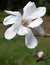 Star Magnolia stellata, with white inflorescence