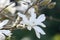 Star Magnolia stellata, white star-shaped flower