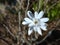 Star magnolia. White spring flowers.