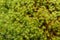 Star Moss, Tortula ruralis, green plants macro