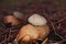 star mushroom ,Geastrum triplex, in a pine forest