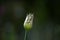 Star-of-Persia,Allium christophii, flower bud on green