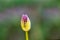 Star-of-Persia,Allium christophii, one flower bud
