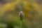 Star-of-Persia,Allium christophii, one flower bud