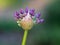 Star-of-Persia,Allium christophii, one flower ready to open