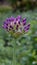 Star-of-Persia,Allium christophii, one flower selective focus
