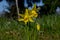 Star Petaled Daffodil Flower Family