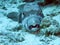 Star Pufferfish Egypt