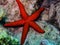 The Star of the reef. A Red Star ECHINASTER SEPOSITUS