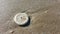 Star sand dollar