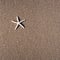 A starï¬sh on the brown beach sand.