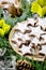 Star shape cocoa cookies with white glaze. Christmas decorations on thuja branches.