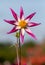 Star shaped dahlia flowers by name Midnight Star, photographed against a clear blue sky at the RHS Wisley garden, Surrey UK