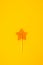 Star Shaped Lollipop on Yellow Background Homemade Fruit Lollipop Candy Background Flat Lay Top View Vertical Toned