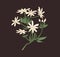 Star-shaped white jasmine flowers with eight petals. Blossomed branch with unblown buds of Indian jasmin. Floral element