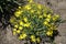 Star shaped yellow flowers on dwarf shrub of Hypericum olympicum