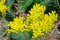 Star shaped yellow flowers of Sedum, Stonecrop