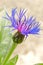 Star thistle centaur thorny purple flower
