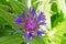 Star thistle centaur thorny purple flower