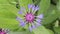 Star thistle centaur thorny purple flower