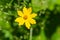 Star Tickseed, Coreopsis pubescens