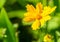 Star Tickseed, Coreopsis pubescens