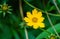 Star Tickseed â€“ Coreopsis pubescens