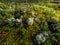 The Star-tipped cup lichen (Cladonia stellaris) that forms continuous mats and it forms distinct cushion-shaped patches