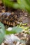 Star tortoise eating on a vegetable in a garden from a higher angle