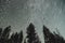 Star trails at midnight over pine trees in spokane washington