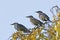 Starbird, Sturnus vulgaris, on the twigs of a birch