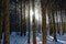 Starburst effect in spruce forest by snow flurry in motion blur