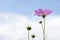 Starburst flowers against blue sky