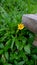 Starburst flowers, the way up to accommodation in Khao Sok Boutique Resort, Suratthani, Thailand