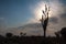 Starburst sunrays Barren Tree Silhouette Stone Hedge clouds Blue Sky