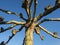 Stardom: knotted tree against a bright blue sky