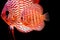 Stardust Discus fish -  Symphysodon aequifasciatus