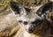 Stare of the bat-eared fox Otocyon megalotis