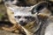 Stare of the bat-eared fox Otocyon megalotis