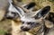 Stare of the bat-eared fox Otocyon megalotis