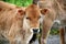 Stare looking young brown calf