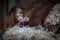 Stare of an orangutan baby, hanging on thick rope