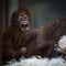 Stare of an orangutan baby, hanging on thick rope